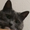 RULEROFCATS