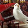 Birdulon