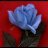 Bluerose5