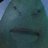 ConnorNC